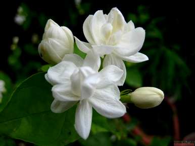 茉莉花幼苗太小，怎么长得快，茉莉花怎么长得好？