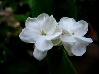 茉莉花幼苗太小，怎么长得快，茉莉花怎么长得好？