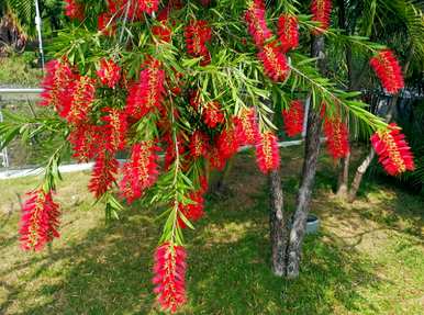 小众有哪些好看的花，小众有哪些惊艳的花？