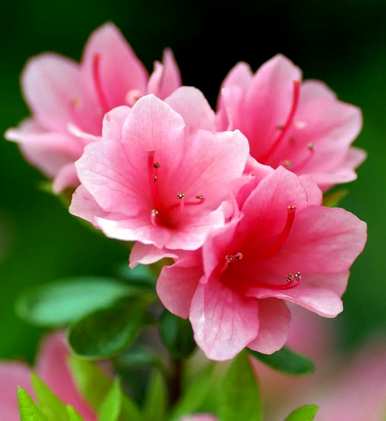 杜鹃花的花语和寓意是什么？杜鹃花的香味是什么意思？