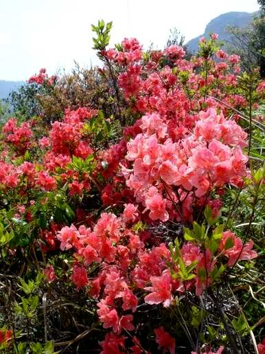 杜鹃花的花语和寓意是什么？杜鹃花的香味是什么意思？