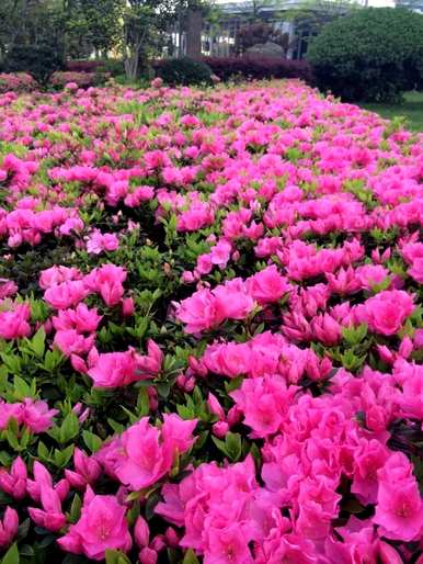 杜鹃花的花语和寓意是什么？杜鹃花的香味是什么意思？