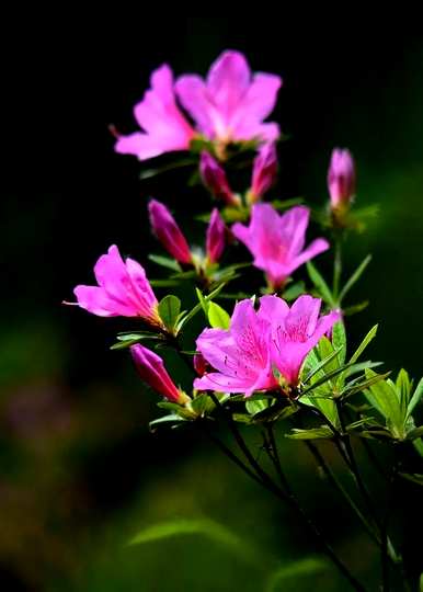 杜鹃花的花语和寓意是什么？杜鹃花的香味是什么意思？