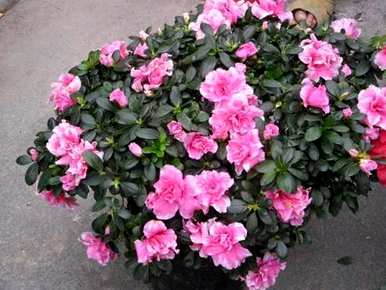 杜鹃花的花语和寓意是什么？杜鹃花的香味是什么意思？