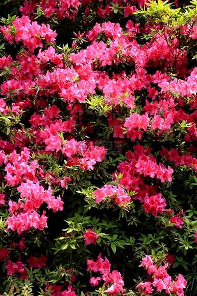 杜鹃花的花语和寓意是什么？杜鹃花的香味是什么意思？