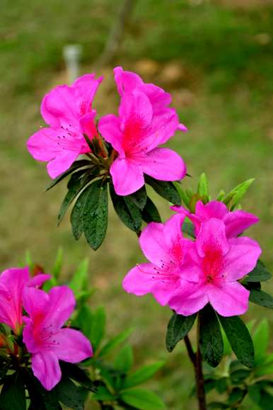 杜鹃花的花语和寓意是什么？杜鹃花的香味是什么意思？