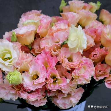 什么样的洋桔梗品种，什么样的洋桔梗价格高？