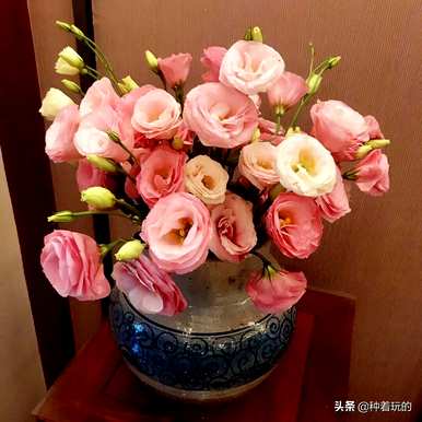 什么样的洋桔梗品种，什么样的洋桔梗价格高？
