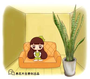 虎皮兰怎么长得高？