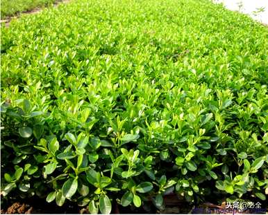 如何种植大叶黄杨？