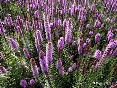 蛇鞭菊花期多长，蛇鞭菊花期控制