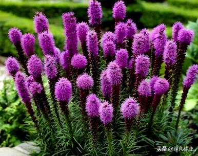 蛇鞭菊花期多长，蛇鞭菊花期控制