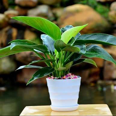 如何移植金钻绿植成活率高，金钻移植注意事项是什么？