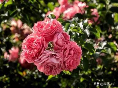 爬墙的玫瑰有哪些，爬墙的玫瑰花期有多长？