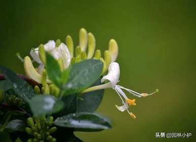 爬墙的玫瑰有哪些，爬墙的玫瑰花期有多长？