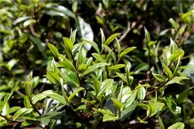 茶树是乔木还是灌木，乔木茶树会长成灌木？