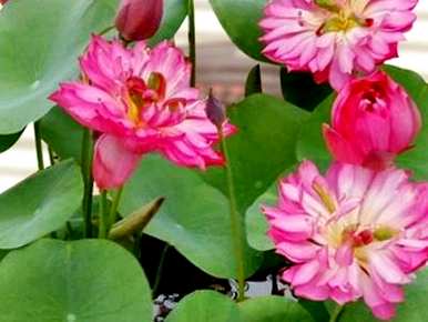 碗莲能水培吗？碗莲适合什么季节水培？
