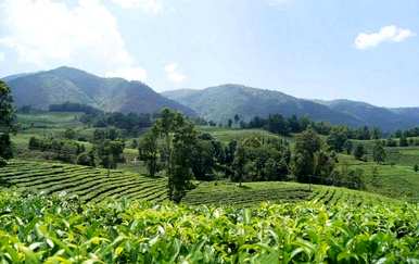 茶树是乔木还是灌木，乔木茶树会长成灌木？