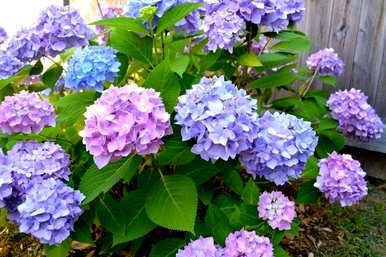 六月最旺的花是什么，代表六月的花是什么？