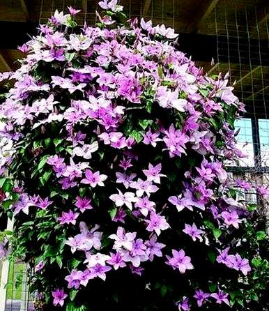 六月最旺的花是什么，代表六月的花是什么？