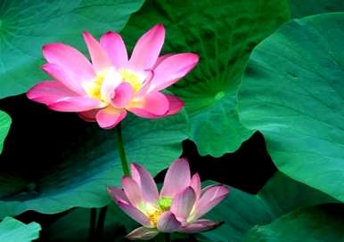 六月最旺的花是什么，代表六月的花是什么？
