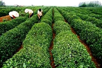 茶树是乔木还是灌木，乔木茶树会长成灌木？