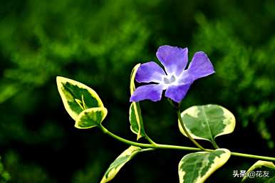 如何繁殖花叶蔓长春，如何繁殖花叶蔓长春花