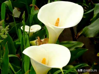 白犀牛芋头盆栽花语，芋头花语的象征和意义