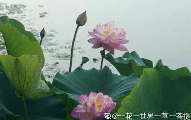荷花有哪些资料，荷花有哪些资料？