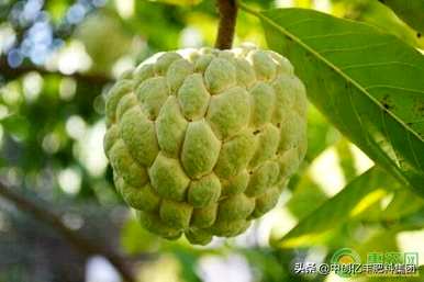 番荔枝怎么养，番荔枝怎么浇水？