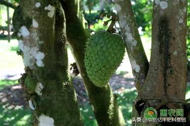 番荔枝怎么养，番荔枝怎么浇水？