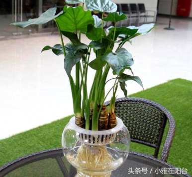 如何培养滴水观音水，在家里捡起滴水观音？