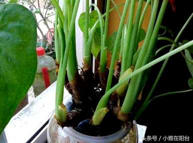 如何培养滴水观音水，在家里捡起滴水观音？