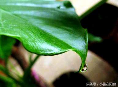 如何培养滴水观音水，在家里捡起滴水观音？