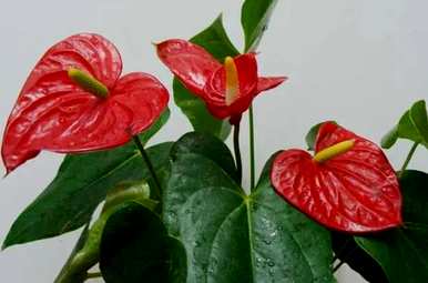 红掌开花后怎么养，红掌花怎么养？