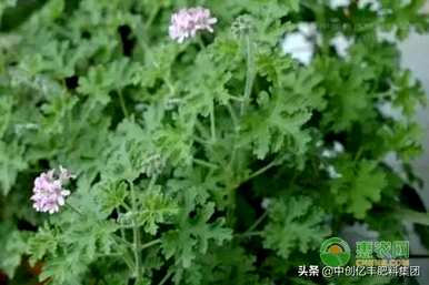迷迭香花期在几月，迷迭香花期在几月
