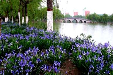马林种子什么时候开花结果？