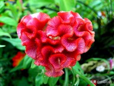 鸡冠花种植日记，如何种植鸡冠花