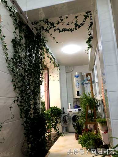 室内常青藤怎么养？