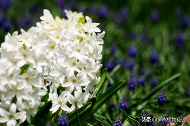 风信子维护的要点是什么？