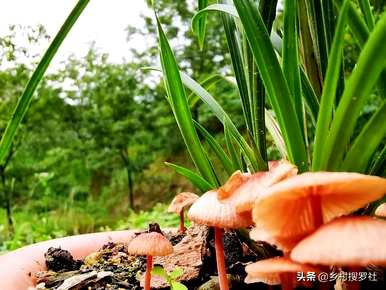 兰花的栽培方法是什么，如何栽培兰花营养土？