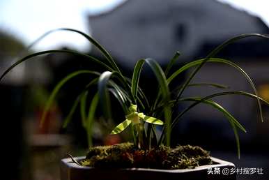 兰花的栽培方法是什么，如何栽培兰花营养土？
