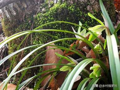 兰花的栽培方法是什么，如何栽培兰花营养土？