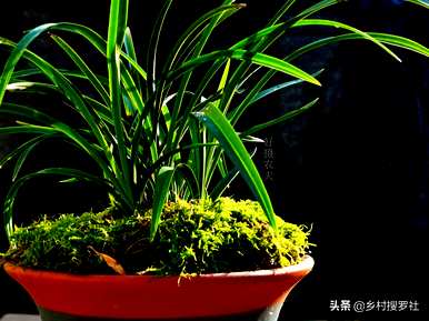 兰花的栽培方法是什么，如何栽培兰花营养土？