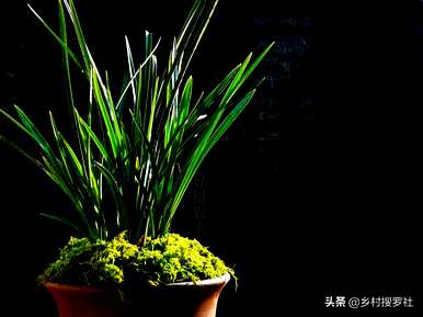 兰花的栽培方法是什么，如何栽培兰花营养土？