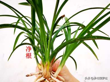 兰花的栽培方法是什么，如何栽培兰花营养土？