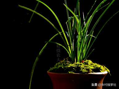 兰花的栽培方法是什么，如何栽培兰花营养土？