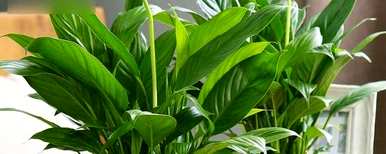 如何维护室内植物，净化空气室内植物