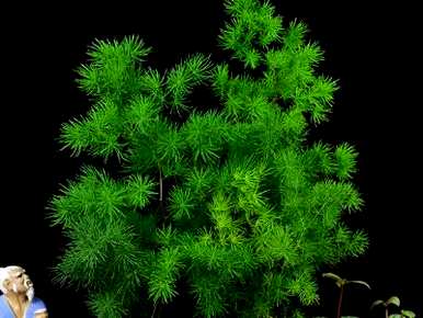 如何维护室内植物，净化空气室内植物