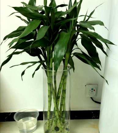 新养的富贵竹叶子发黄怎么救，买的富贵竹放水里叶子发黄